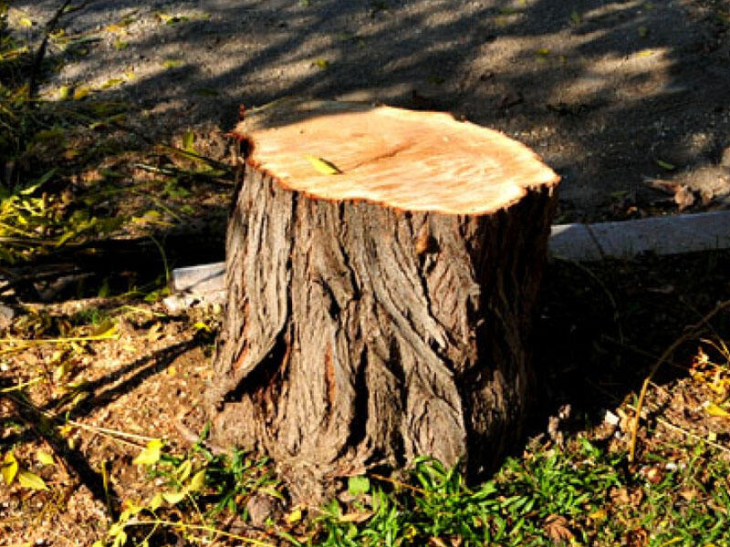 Bakı və Sumqayıtda ağaclar qanunsuz kəsilib