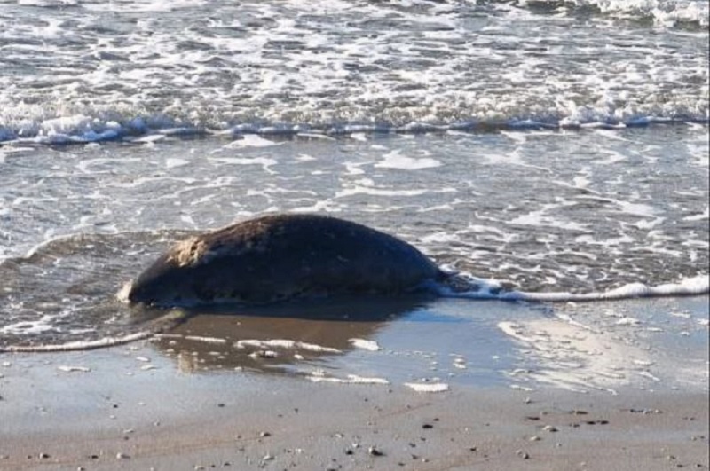 Xəzərdə suitilər kütləvi ölüb