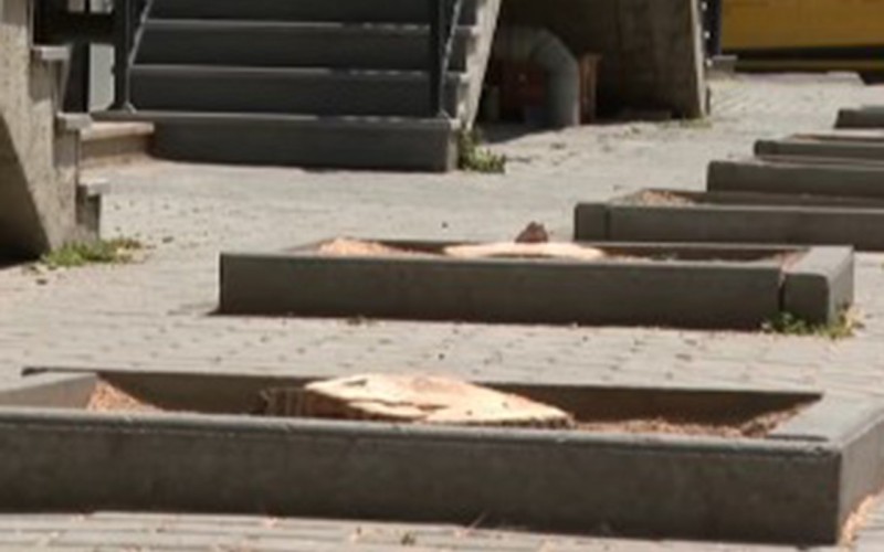 Nərimanovda ağacların kəsilməsi ilə bağlı araşdırma başladı - VİDEO