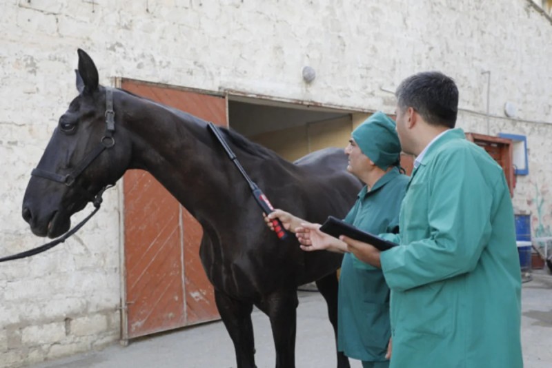 At xəstəlikləri ilə bağlı epizootoloji monitorinqlər keçiriləcək