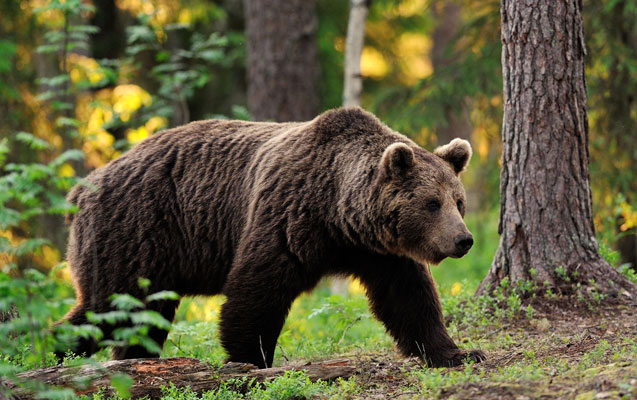 Ayı ABŞ hərbçilərinə hücum etdi