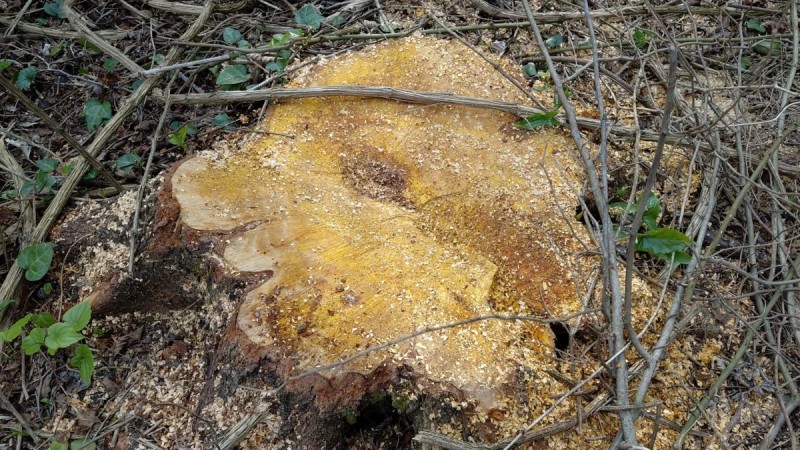 Oğuzda ağac qanunsuz kəsildi: 3 nəfər saxlanıldı - FOTO