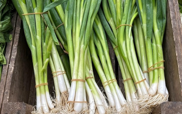 Yaşıl soğanın bilmədiyimiz FAYDALARI
