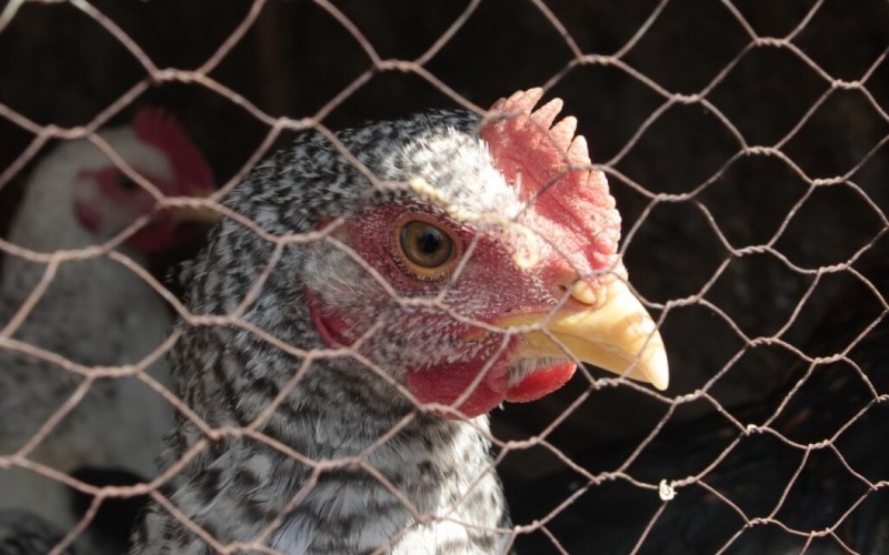 Azərbaycanda Nyukasl xəstəliyinə yoluxma aşkarlanıb?