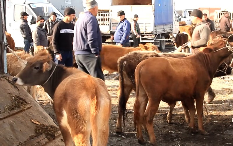 Heyvan bazarları ilə bağlı YENİ MƏHDUDİYYƏTLƏR