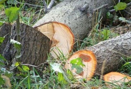 “Yarımstansiyaya yaxın yerdə tikinti üçün gecə ilə ağaclar kəsilib” - FOTOLAR