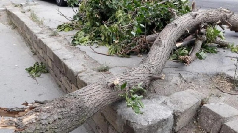 Bakıda güclü külək 34 ağacı aşırdı