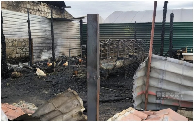 Şəmkirdə 28 qoyun yanaraq tələf olub