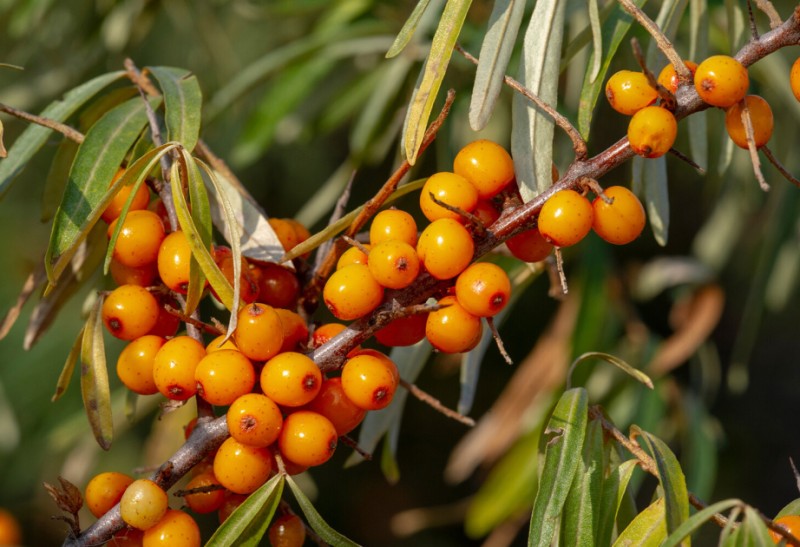 Qanda şəkərin səviyyəsini azaltmaq üçün yeni təbii vasitə aşkarlandı