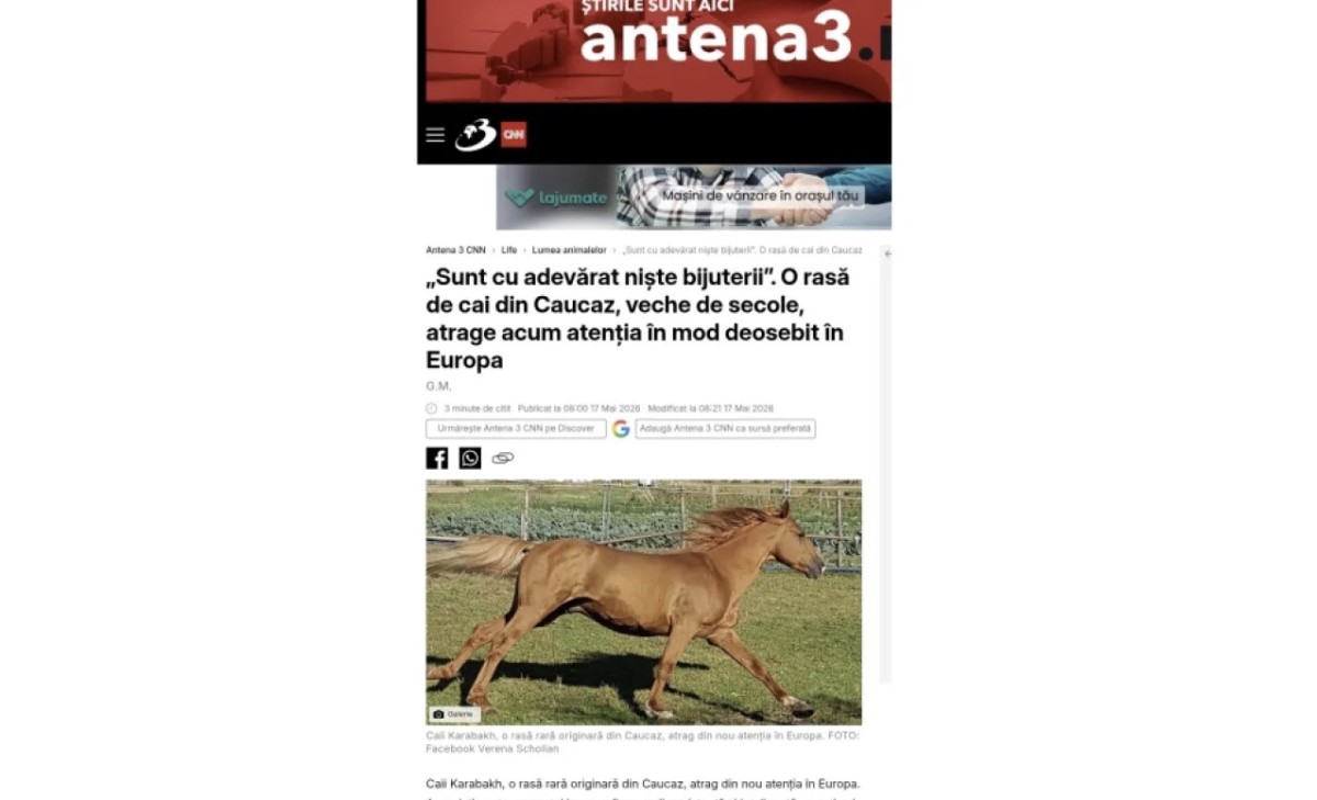 Qarabağ atları Avropada yenidən diqqət mərkəzində