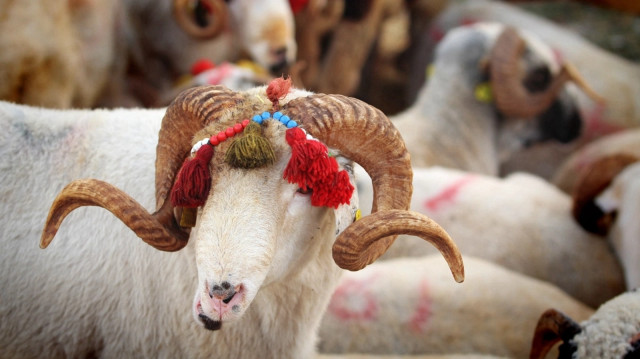 Bayrama sayılı günlər: kimlər mütləq qurban kəsməlidir?