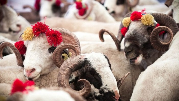 Qurban bayramı ilə bağlı fətva verildi