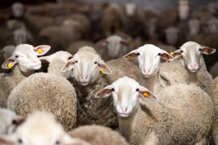 Müsəlman olmayan adamın verdiyi qurban ətindən yemək olar?