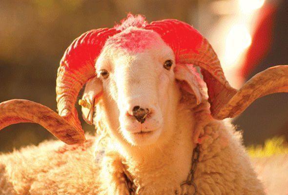 Bayram günü Azərbaycanda nə qədər qurban kəsildi?