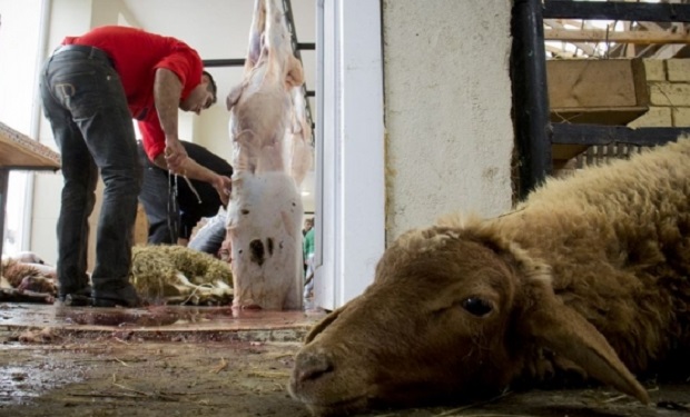 Bayram günü nə qədər qurban kəsilib?