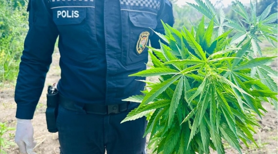 Salyanda çətənə kolları yetişdirən şəxs həbs edilib