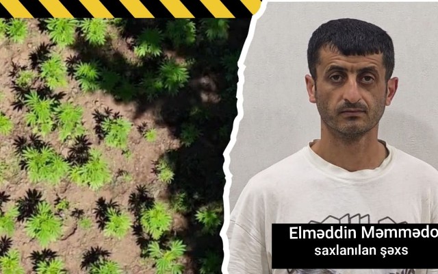 Milli Parkın ərazisində narkoplantasiya yetişdirən şəxs həbs edildi - Əməliyyatın görüntüsü