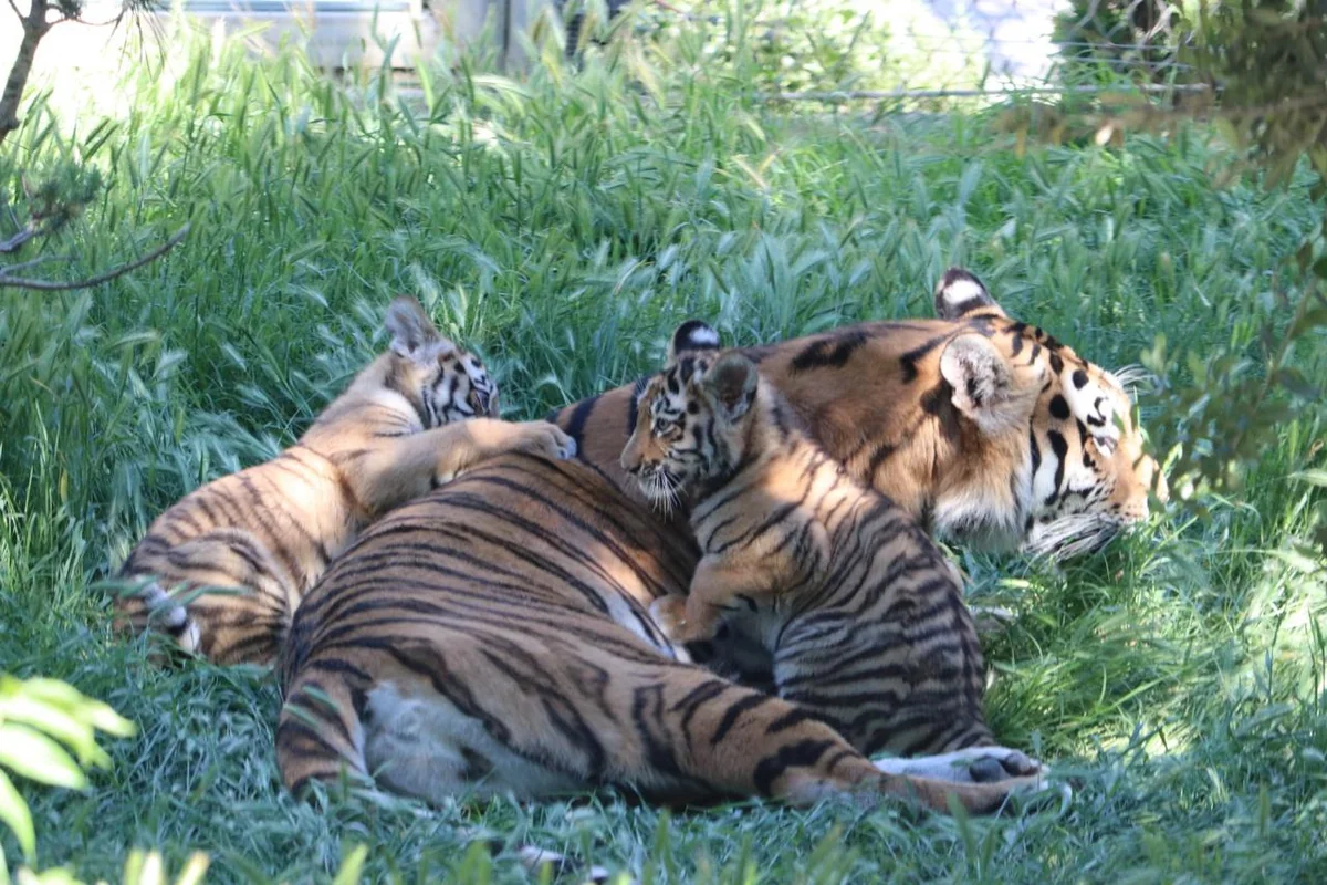 Zooparkda Amur pələngi balaları dünyaya gəlib