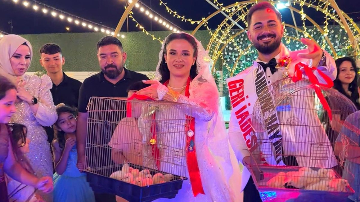Toyda qızıl əvəzinə 100 cücə hədiyyə etdi