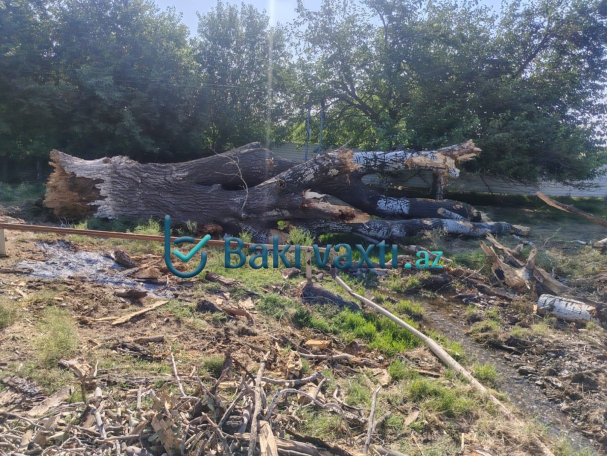 Goranboyda 1 əsrlik ağac aşdı - FOTO