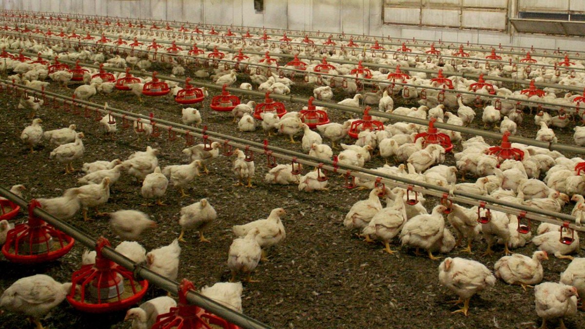 Avstraliyada quş qripi yayılır: quşlar qapalı məkanlara köçürülür