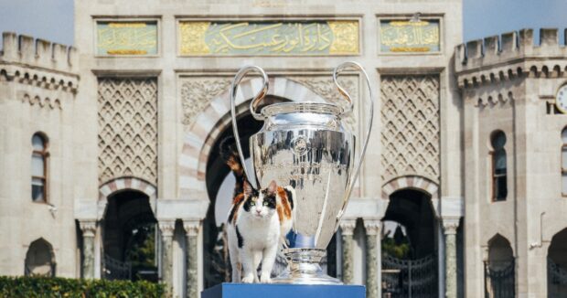 İstanbul dünyada həm də küçə pişikləri ilə tanınır - FOTOLAR
