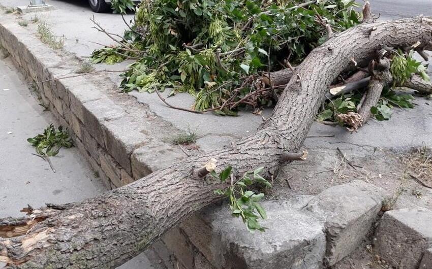 Güclü külək Bakıda 15 ağacı sındırdı