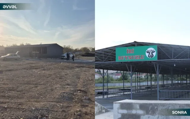 Fəaliyyətinə icazə verilən heyvan bazarlarının sayı 22-yə çatdı