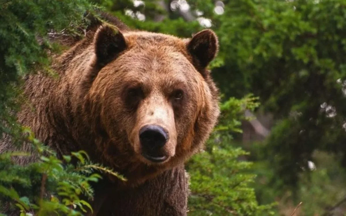 Rusiyada ayıları vuranlara PUL VERİLƏCƏK