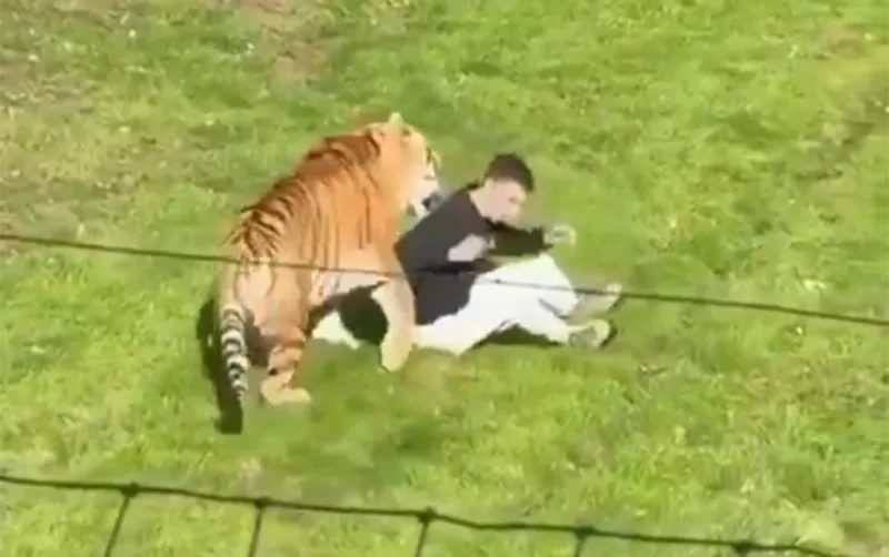 İngiltərədə zooparkda pələng kişiyə hücum etdi - Hadisə yerində öldü - VİDEO