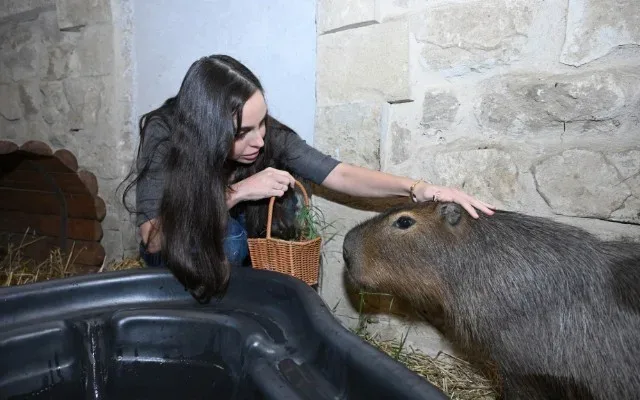 Leyla Əliyeva “Capybara Azerbaijan” fermasında olub - FOTOLAR