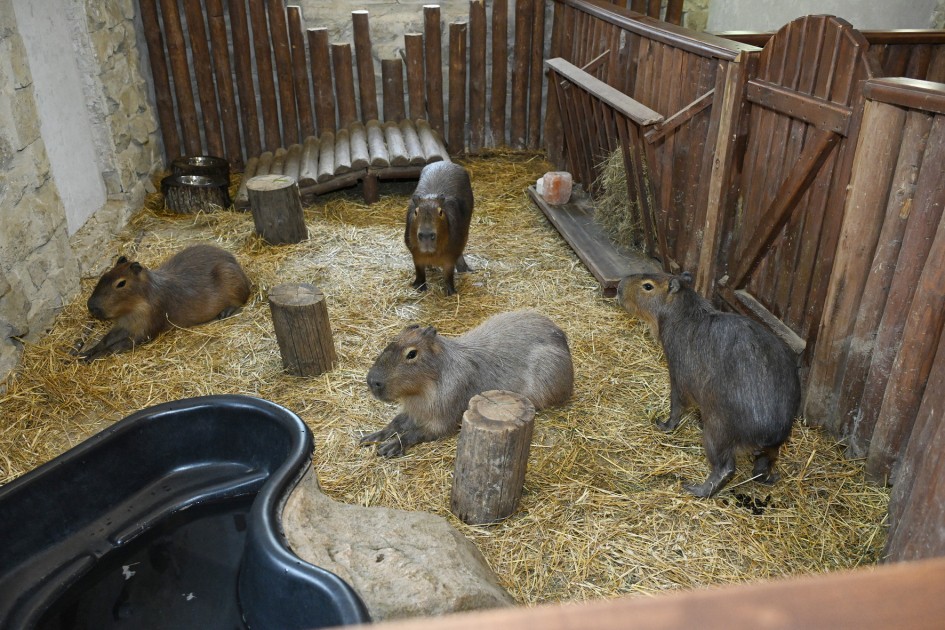 Leyla Əliyeva “Capybara Azerbaijan” fermasında olub - FOTOLAR