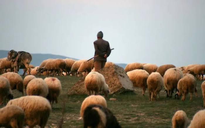 Ermənistan sərhədini keçən çoban təhvil verildi